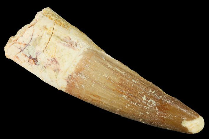 Spinosaurus Tooth - Real Dinosaur Tooth #169599